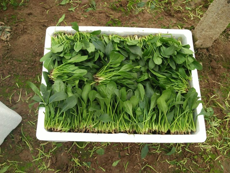 大叶菠菜15~20厘米