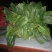 绿神菠菜20~25厘米