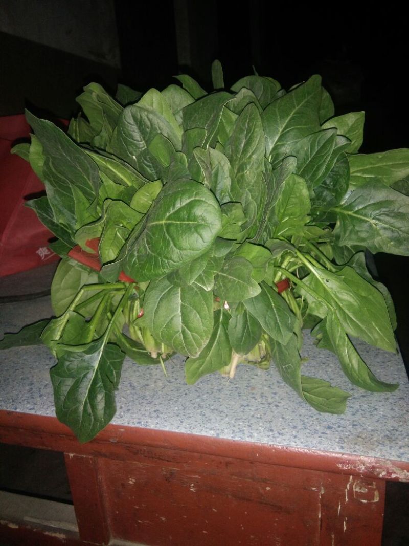 绿神菠菜20~25厘米