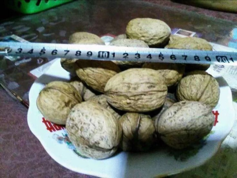 薄皮核桃