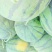 双星西瓜10斤打底9成熟1茬