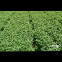 紫花苜蓿种子