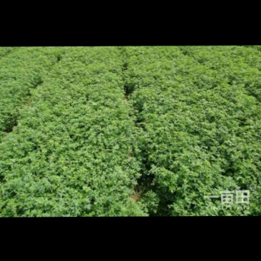 紫花苜蓿种子