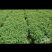 牧草