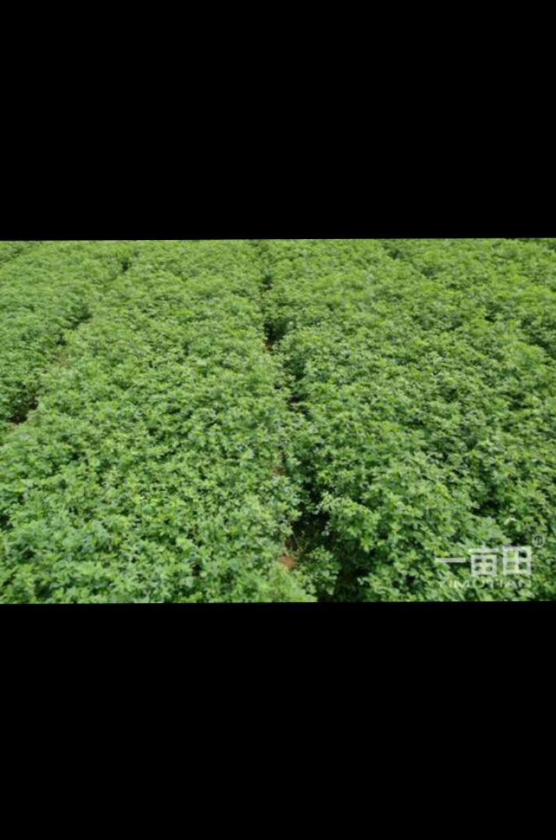 牧草