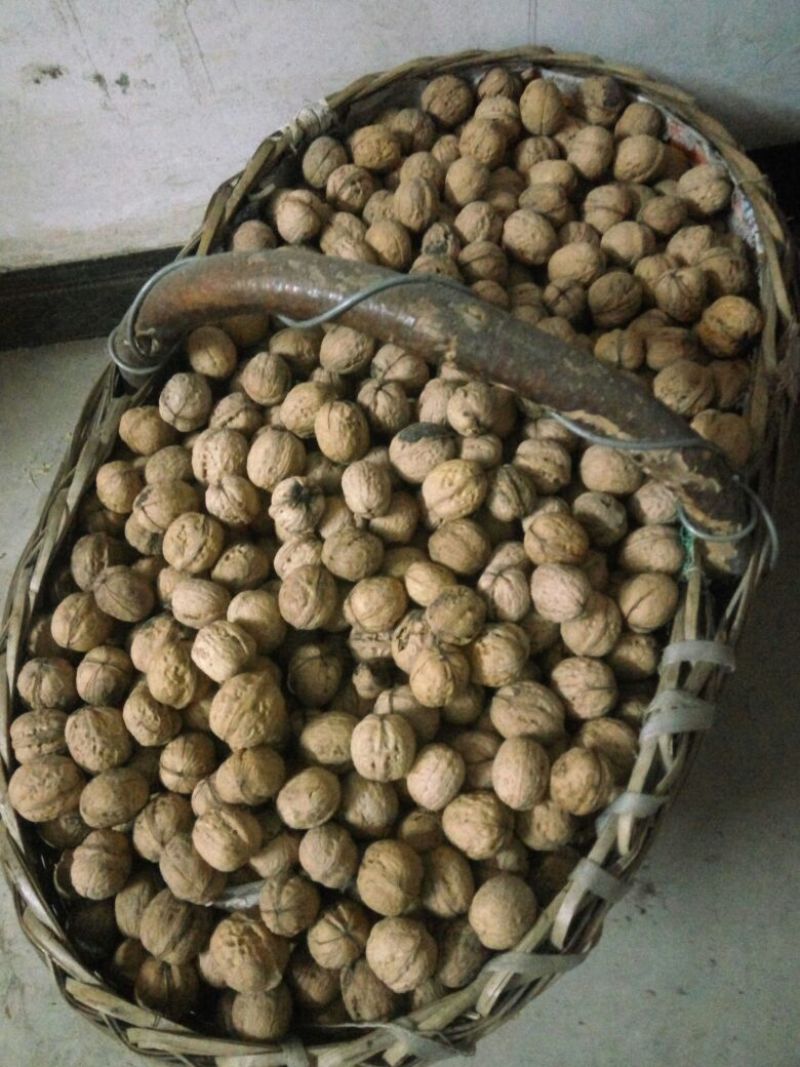 薄皮核桃去皮干
