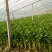 皇后芹菜70厘米以上，米黄色靓。