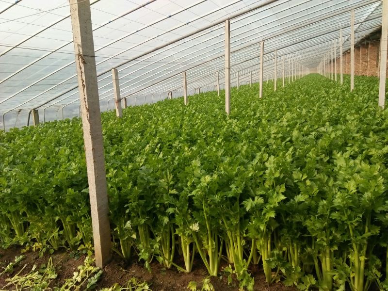 皇后芹菜70厘米以上，米黄色靓。