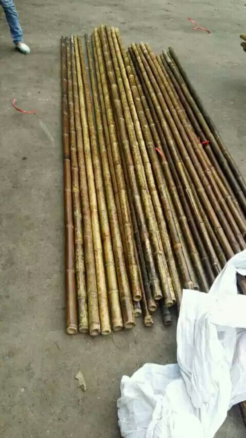 斑竹5~6m