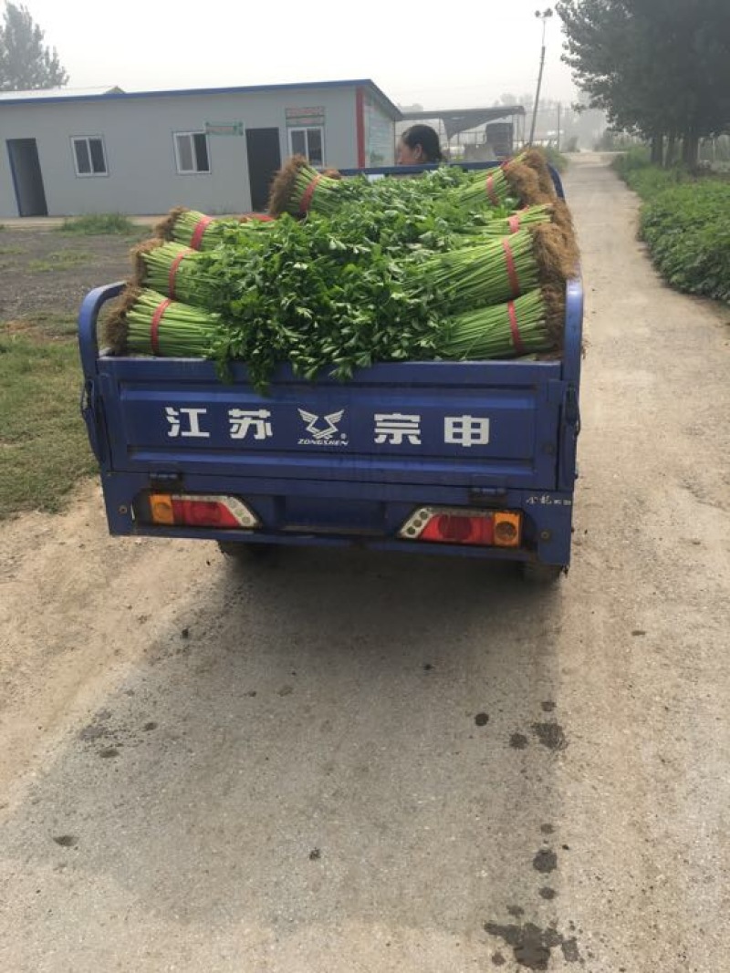 西芹