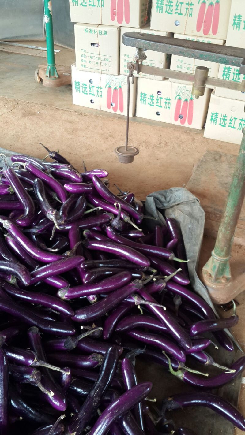 广东精品茄子紫红长茄产地直销质优价廉货源充足可视频看货