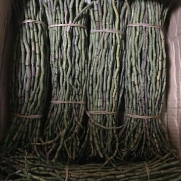 铁皮石斛盆花