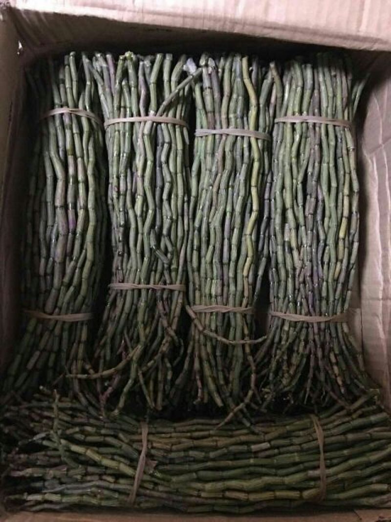 铁皮石斛盆花