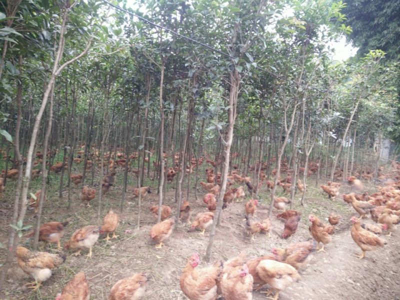 走地鸡散养土鸡6~7斤