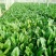全能菠菜25~30厘米