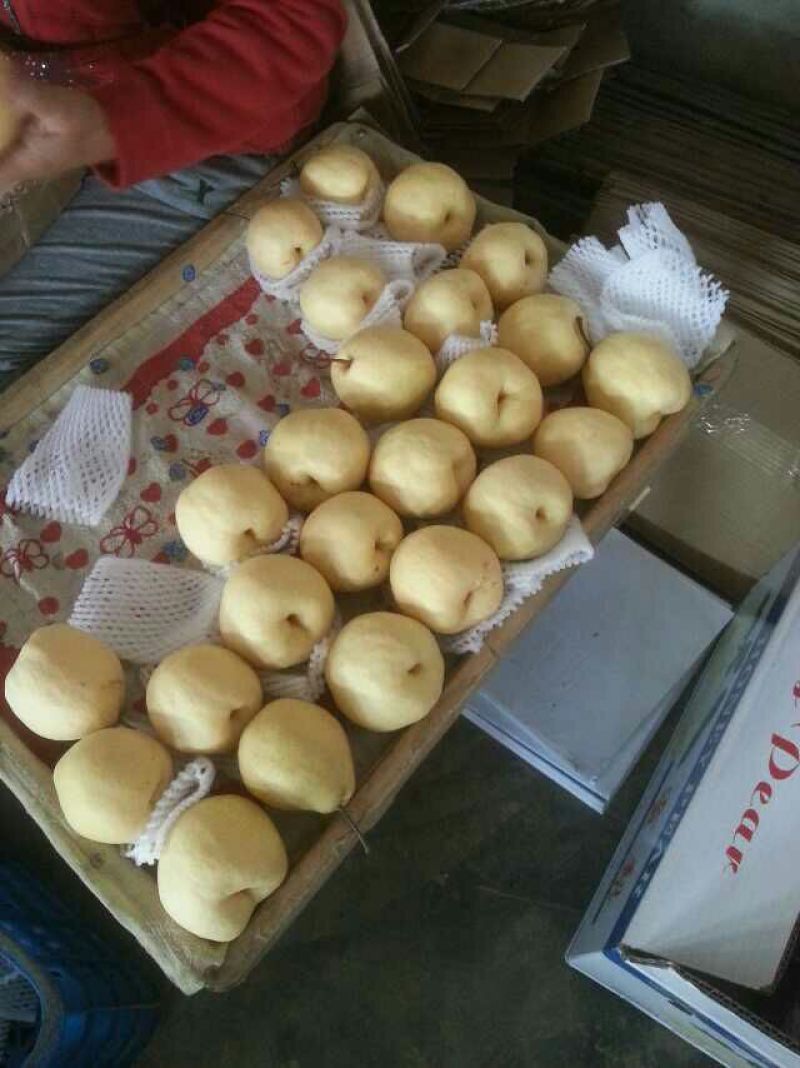 砀山，酥梨，大量供应，产地直供，冷库货，常年供应