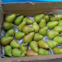 天生伏梨光果150~200g