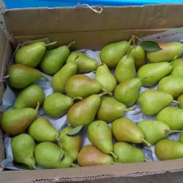 天生伏梨光果150~200g