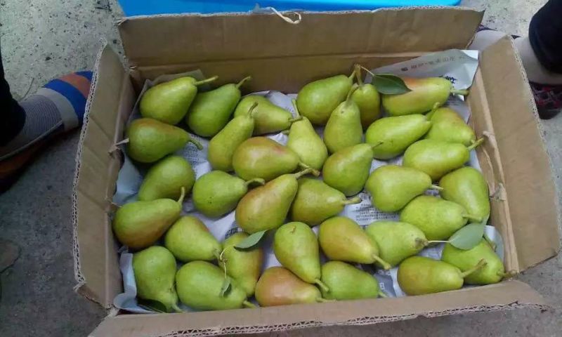 天生伏梨光果150~200g