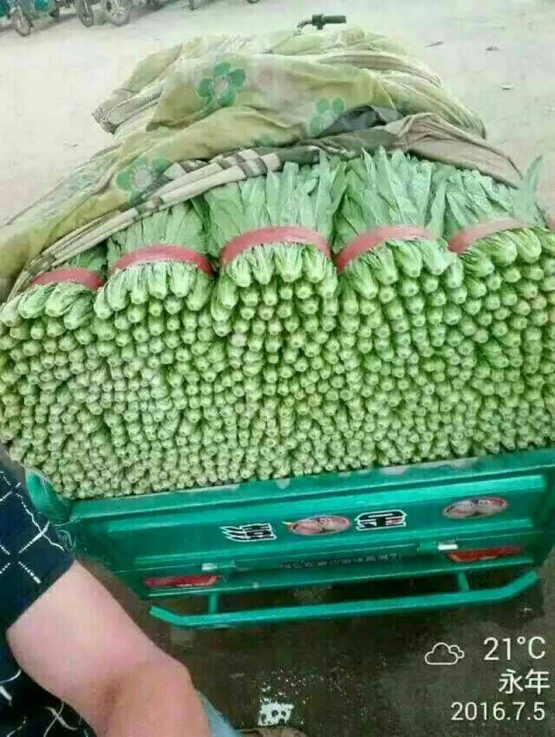 【油麦菜】河北油麦菜大量供应现摘现发可视频看货