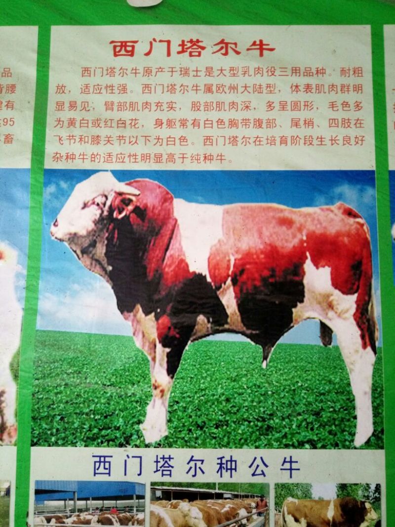 西门塔尔牛400~600斤