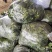越冬菠菜10~15厘米