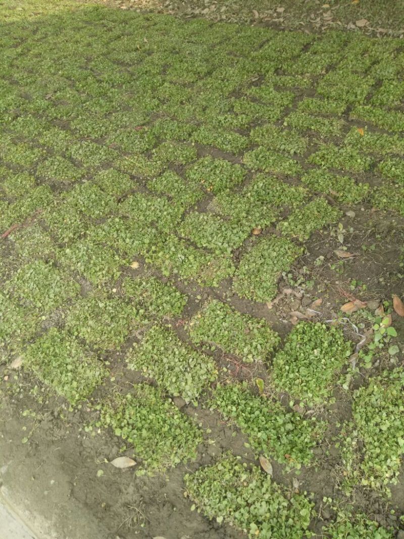 草坪草