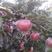河北衡水超红秀水苹果75m以上膜袋，红富士苹果
