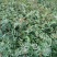 花椒苗种植基地大量出售花椒苗大红袍狮子头
