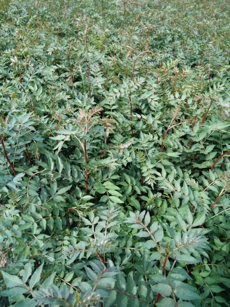 花椒苗种植基地大量出售花椒苗大红袍狮子头