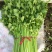 2026,2月大棚芹菜上市。新鲜，精品，口感好。