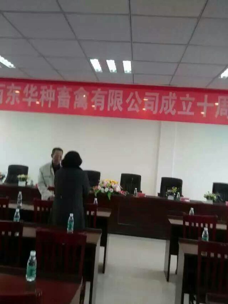 绿壳蛋鸡苗