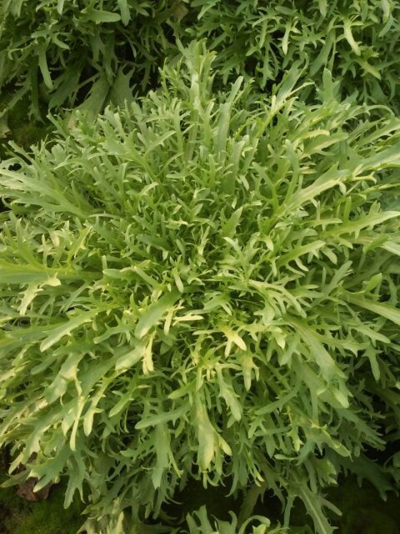 苦菊