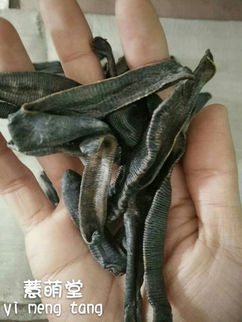 水蛭药用