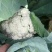 白花菜包装