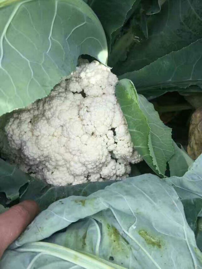 白花菜包装