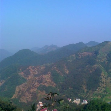 山核桃