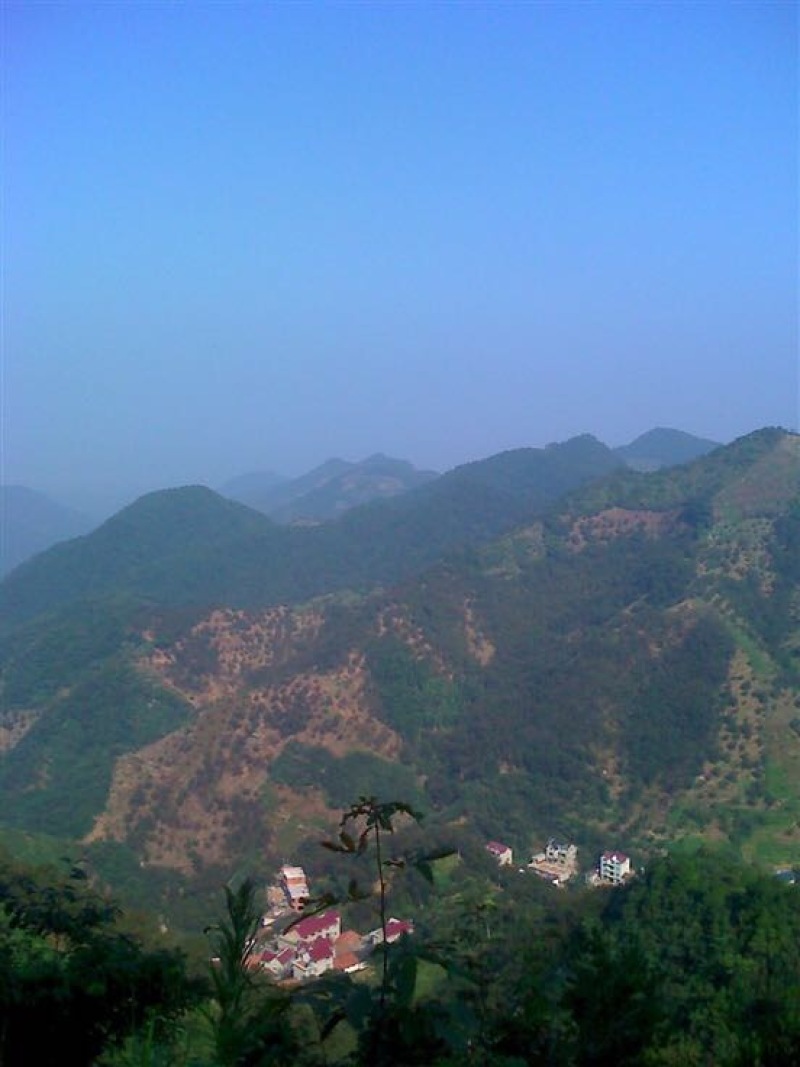 山核桃