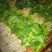越冬菠菜20~25厘米