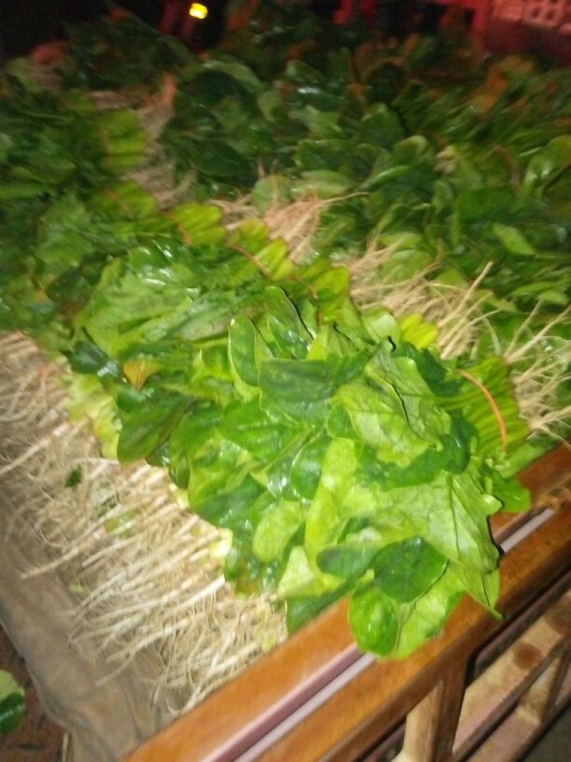 越冬菠菜20~25厘米