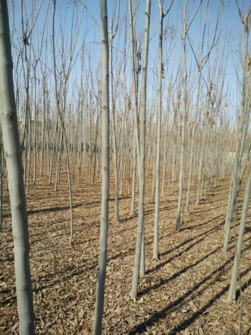 黄山栾树8~10cm4~6cm3.5~4米