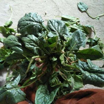 菠菜10~15厘米