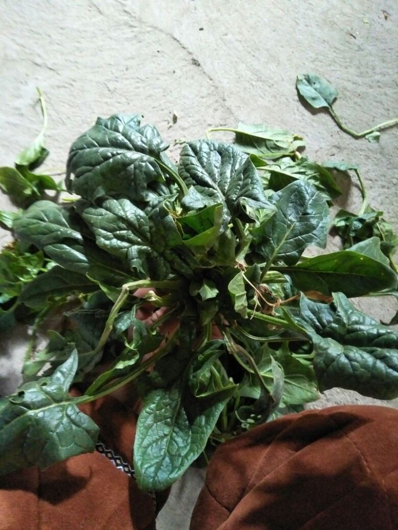 菠菜10~15厘米