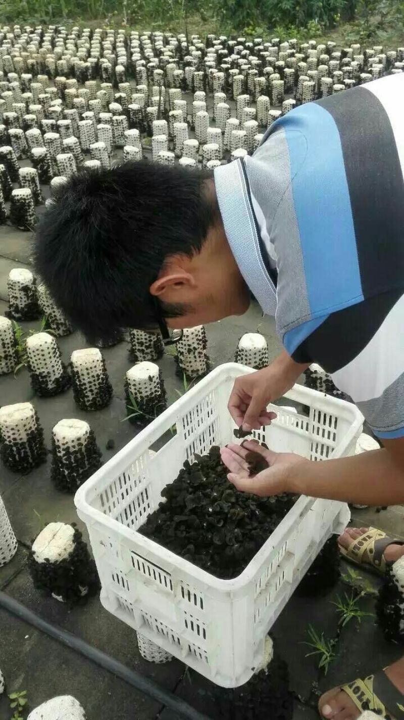 木耳特级