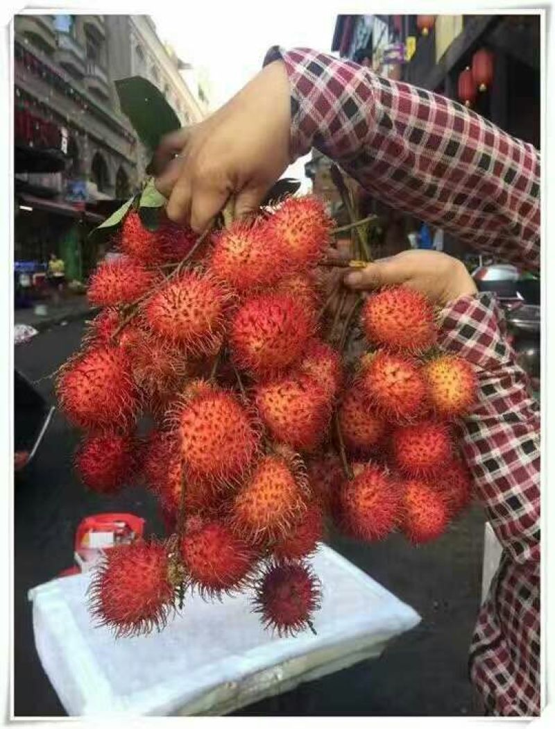 毛丹2cm以上