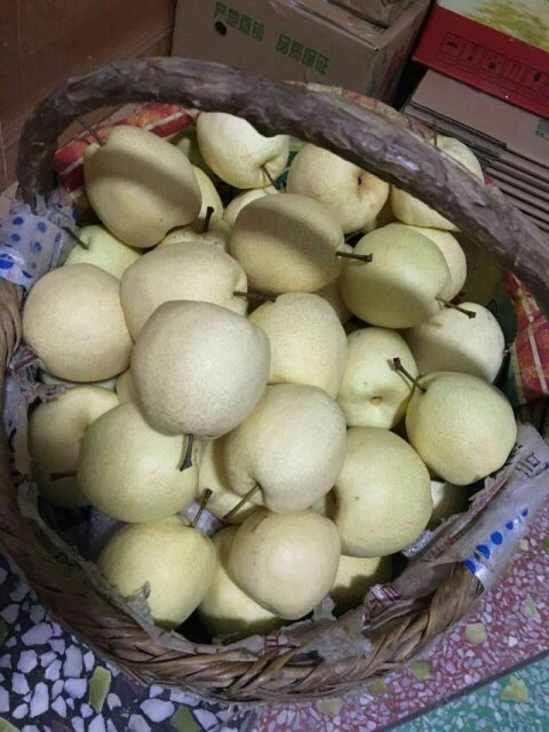 礼泉酥梨200~250g纸袋