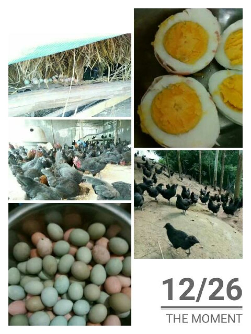 土鸡蛋食用50g以下