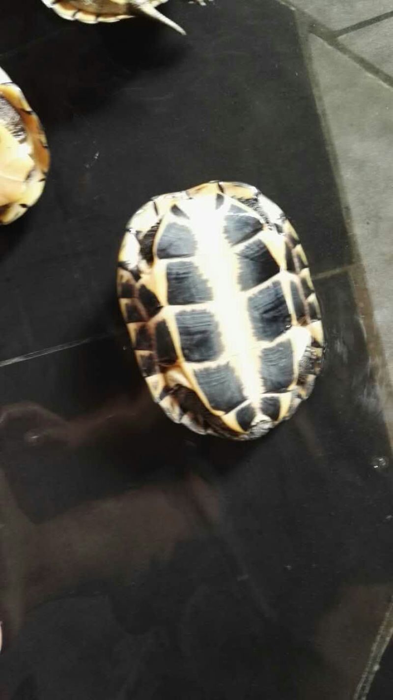 鳖