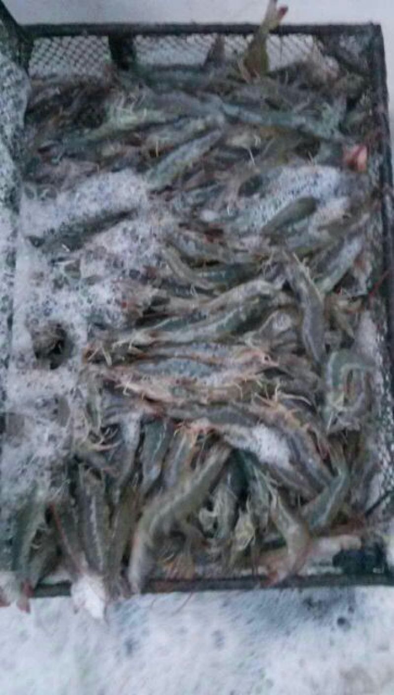 青虾食用16~20只/kg