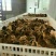 土鸡苗1斤以下